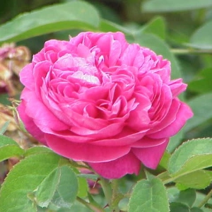 Rosa Damascena Picture of Rosa Damascena Used to extract Rose Otto Essential Oil From