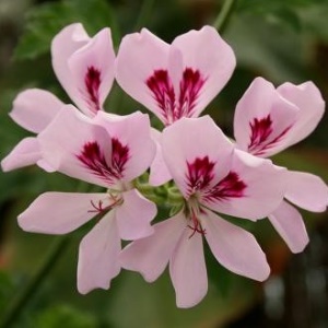 Rose Geranium Picture of Rose Geranium Used To Extract Rose Geranium Essential Oil