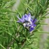 Picture Of Rosemary Flower Fro What Rosemary Verbone Essential Oil is Extracted from