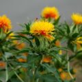 Picture Of Safflower Used To Extract Safflower Carrier Oil From