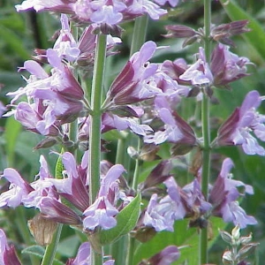 Sage Flower Picture of the Sage Flower That The Sage Essential Oil Is Extracted From