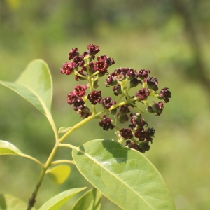 Picture Of Sandelwood Plant Indian That The Sandelwood Indian Essential Oil Is Extracted From