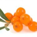 Sea Buckthorn Picture Of Sea Buckthorn Used To Extract Sea Buckthorn Carrier Oil From