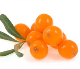 Sea Buckthorn Picture Of Sea Buckthorn Used To Extract Sea Buckthorn Carrier Oil From