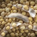 Soybean Picture Of Soybeans Used To Extract Soybean Carrier Oil From