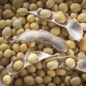 Soybean Picture Of Soybeans Used To Extract Soybean Carrier Oil From