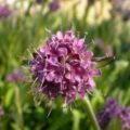 Picture Of Spikenard Flower Used To Extract Spikenard Essential Oil From