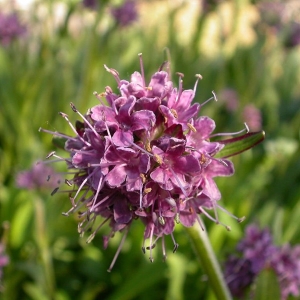 Picture Of Spikenard Flower Used To Extract Spikenard Essential Oil From
