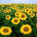 Picture of Sunflower, From Their Seeds Sunflower Seed Carrier Oil is Extracted From