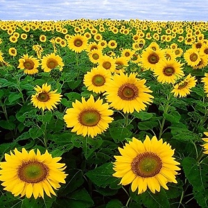 Picture of Sunflower, From Their Seeds Sunflower Seed Carrier Oil is Extracted From