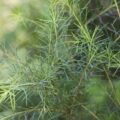 Picture of Tea Tree Bush Used To Extract Tea Tree Essential Oil From