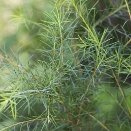 Picture of Tea Tree Bush Used To Extract Tea Tree Essential Oil From