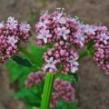 Picture of Valerian Flower used to extract Valerian Essential Oil From
