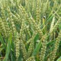 Wheat (Triticum vulgare) Picture Of Wheat (Triticum vulgare) Used To Extract Wheatgerm Essential Oil From