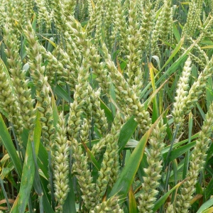 Wheat (Triticum vulgare) Picture Of Wheat (Triticum vulgare) Used To Extract Wheatgerm Essential Oil From