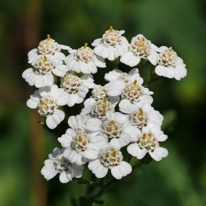 Picture Yarrow Flower To Extract Yarrow Essential Oil From