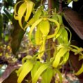 Picture of Cananga Flower To Make Ylang Ylang Essential Oil From