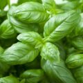 Picture Of Basil Used To Extract Basil Essential Oil From