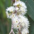 Picture Of Eucalyptus Dives Used To Extract Eucalyptus Dives Essential Oil From