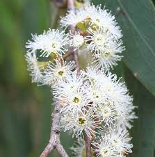 Picture Of Eucalyptus Dives Used To Extract Eucalyptus Dives Essential Oil From