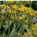Picture Of Helichrysum Bracteiferum Used To Extract Helichrysum Bracteiferum Essential Oil From