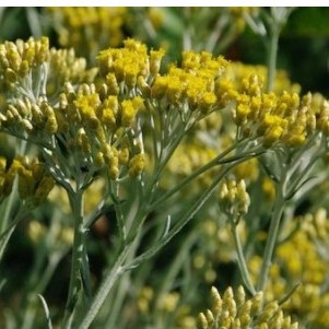 Picture Of Helichrysum Bracteiferum Used To Extract Helichrysum Bracteiferum Essential Oil From