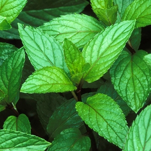 Picture Of Peppermint That Is Used To Extract Peppermint Essential Oil From