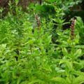 Picture Of The Spearmint Plant That The Spearmint Essential Oil Is Extracted from
