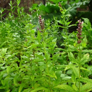 Picture Of The Spearmint Plant That The Spearmint Essential Oil Is Extracted from
