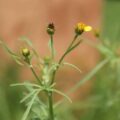 Picture of Tagetes Plant Used To Extract Tagetes Essential Oil From