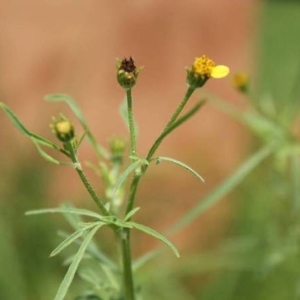 Picture of Tagetes Plant Used To Extract Tagetes Essential Oil From