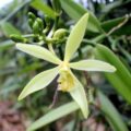 Picture of Vanilla Absolute Flower used to extract Vanilla Absolute Essential Oil From
