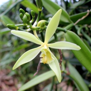 Picture of Vanilla Absolute Flower used to extract Vanilla Absolute Essential Oil From