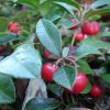 Picture of Wintergreen Plants To Extract Wintergreen Essential Oil From